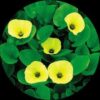 Water Poppy