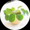 Chines Money Plant