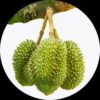 Durian