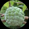 Athapazham Green (Sugar -apple)