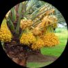 Date Palm