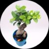 Ficus Microcarpa
