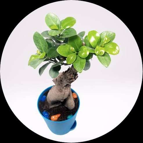 Ficus Microcarpa