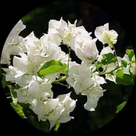 Bougainvillea (White)