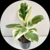 Rubber Plant Variegated (Ficus Elastica)