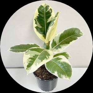Rubber Plant Variegated (Ficus Elastica)