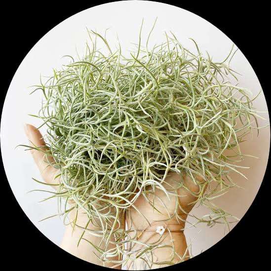 Spanish Moss (Air Plant)