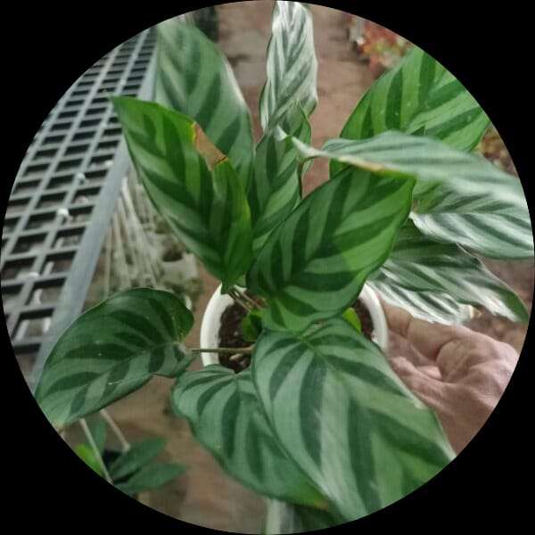 Calathea Freddie