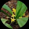 Nilappana ( Curculigo orchioides)