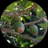 Green Sapota