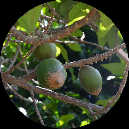 Green Sapota