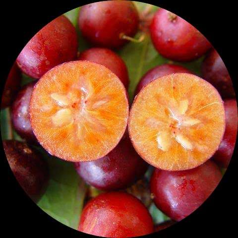 Governer's Plum