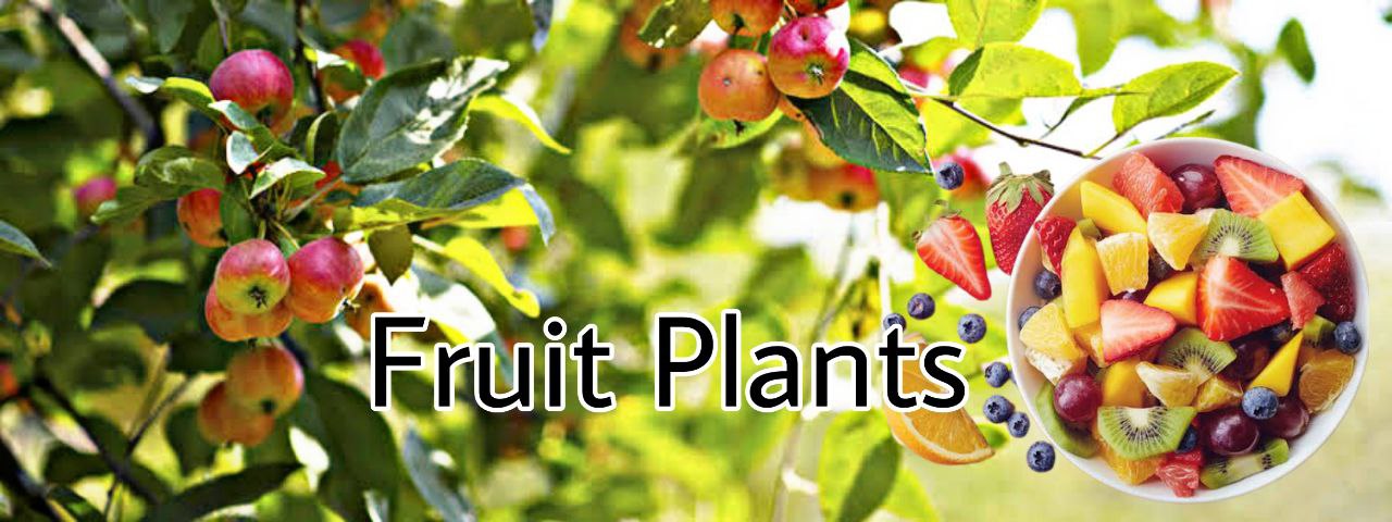 Fruit Plants