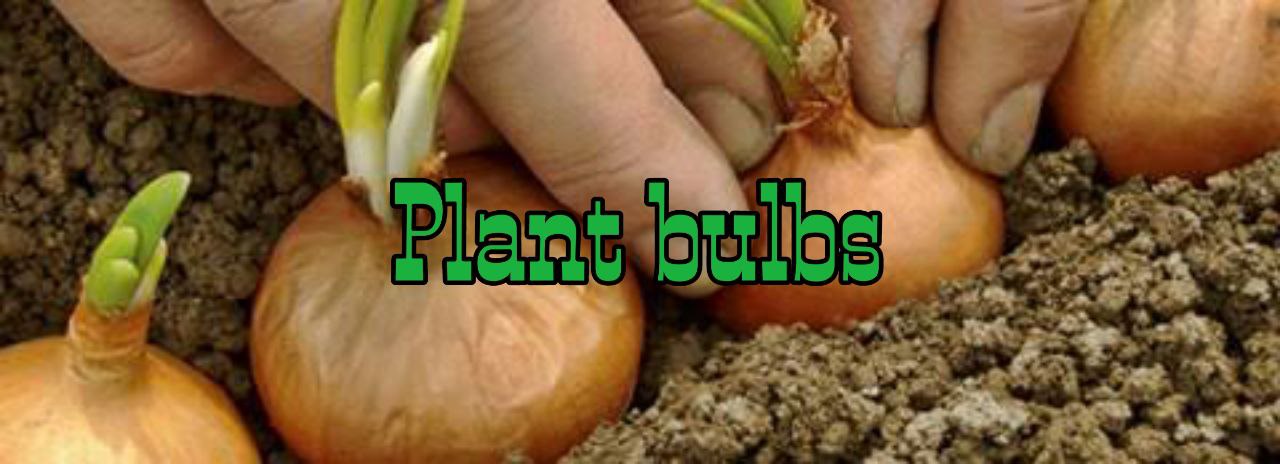 Bulbs