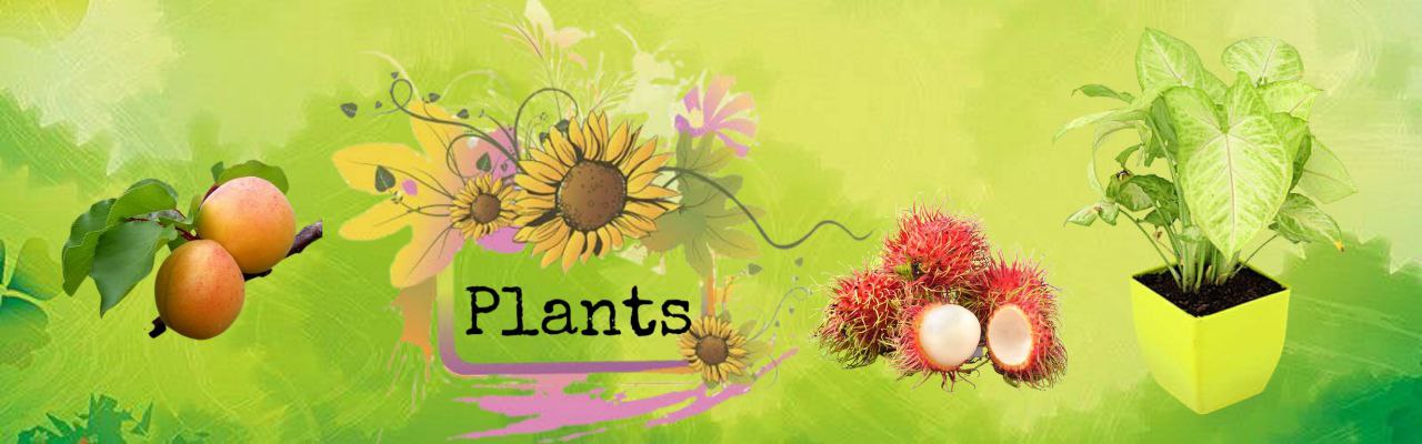 Plants