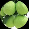 Banarasi Guava(Pera)
