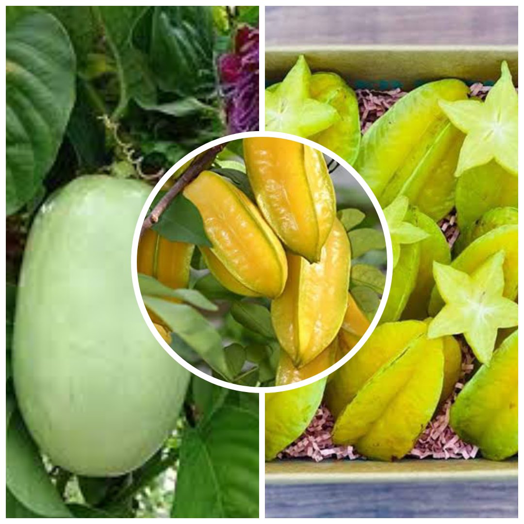 Starfruit (Sweet) ,Starfruit (Sour),Akashavellari