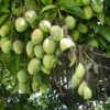 Karpoora Mavu With Free Kilichundan Mavu ( Mango)