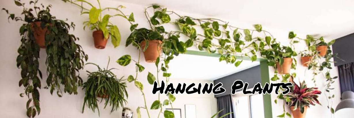 Hanging Plants