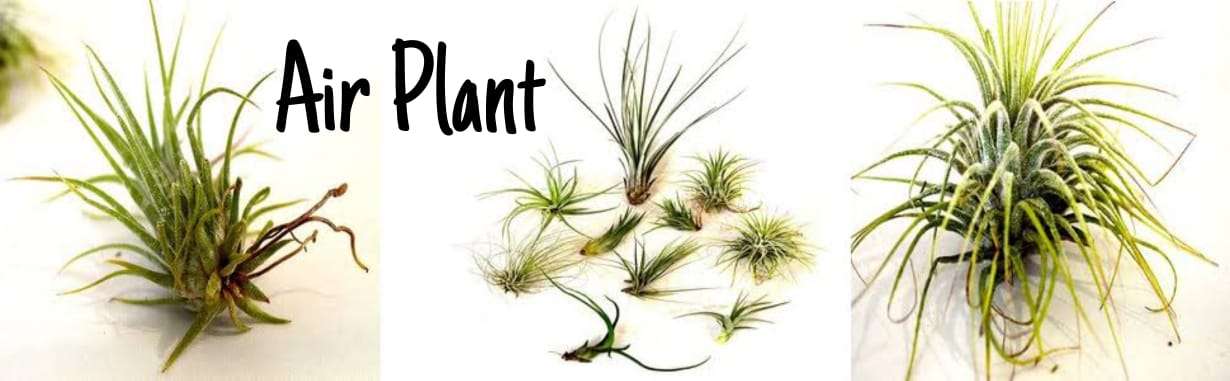 Air Plants