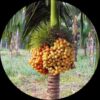 Mohitnagar Arecanut
