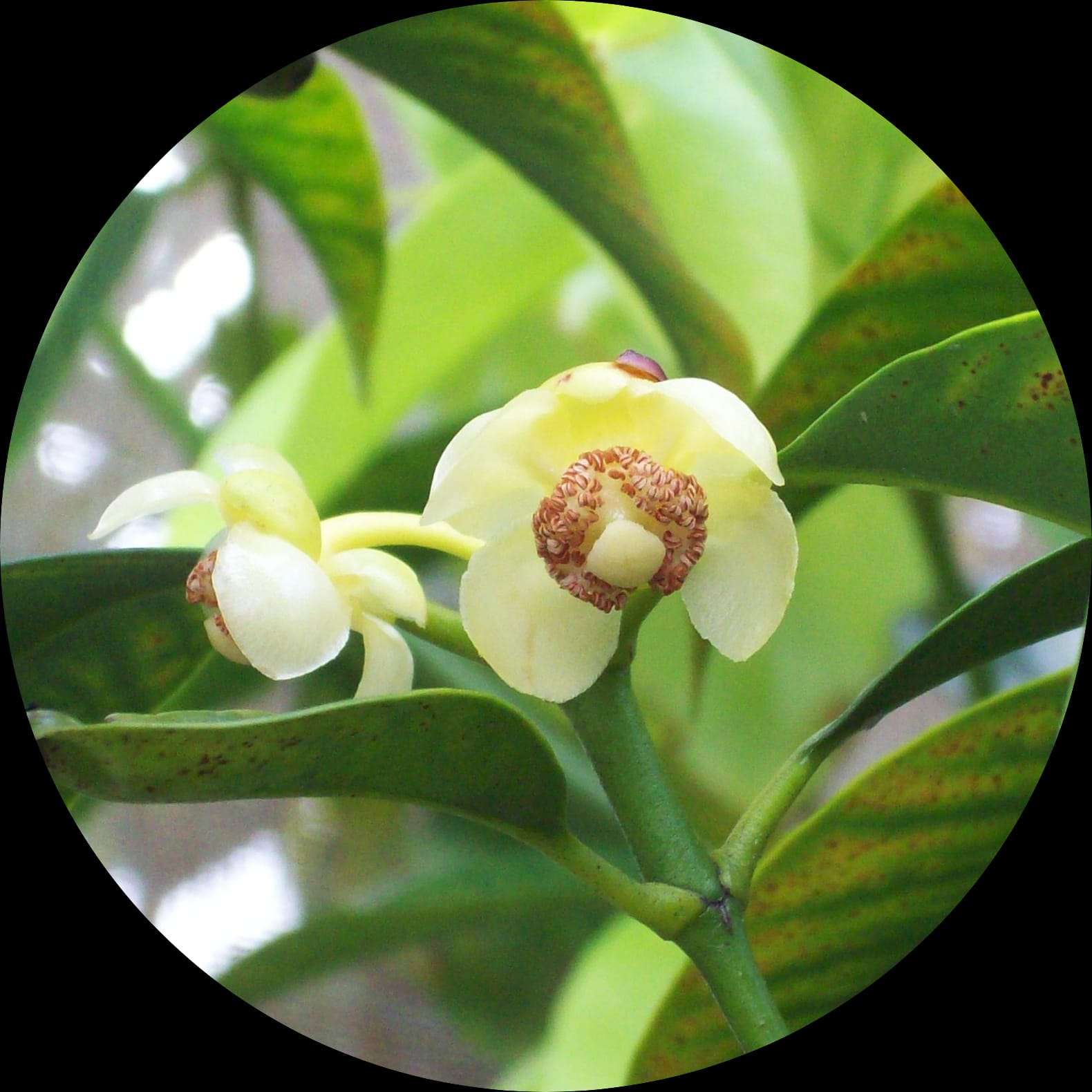 Garcinia Macrophylla