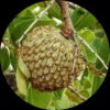 Annona Cassiflora
