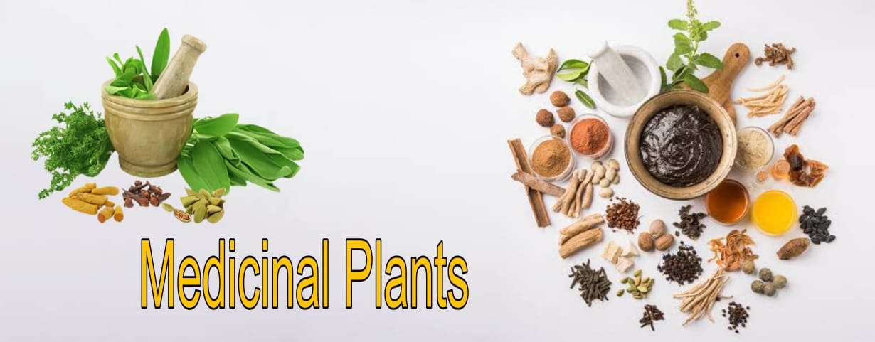 Medicinal Plants