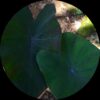 Aquatic Colocasia Black Magic