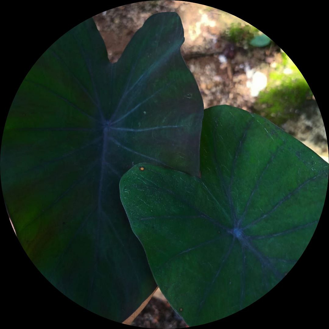 Aquatic Colocasia Black Magic