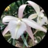 Dendrobium Lesbian Brown Orange Lip Orchid