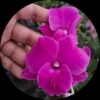 Dendrobium Curly Pink Orchid