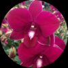 Dendrobium More Red Thailand Orchid