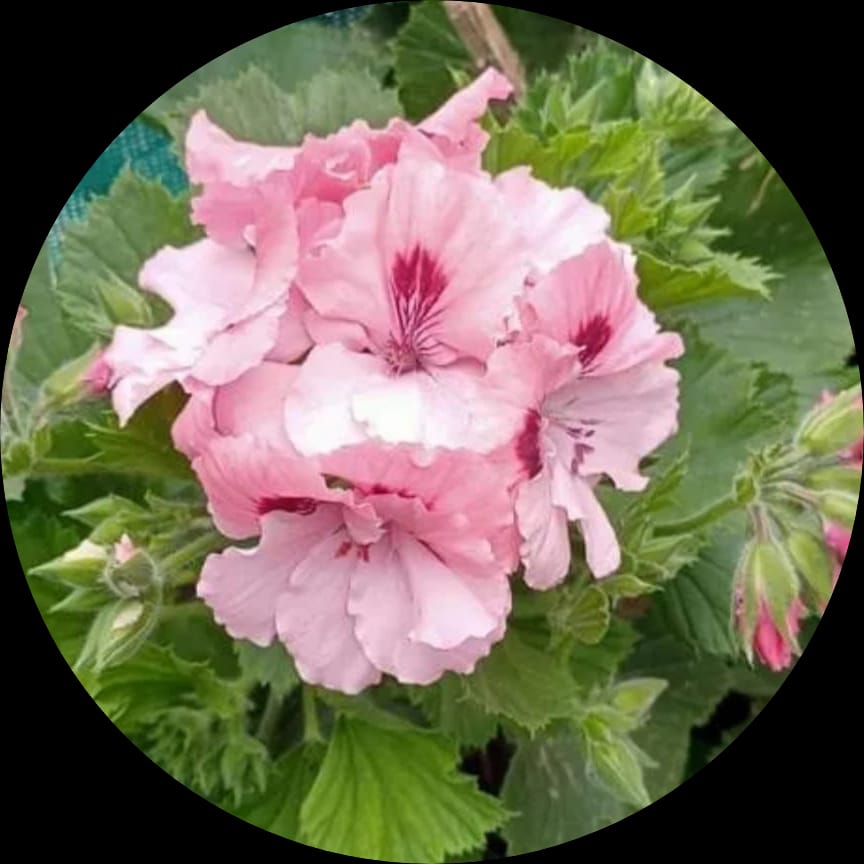 Geranium Peach mix Pink