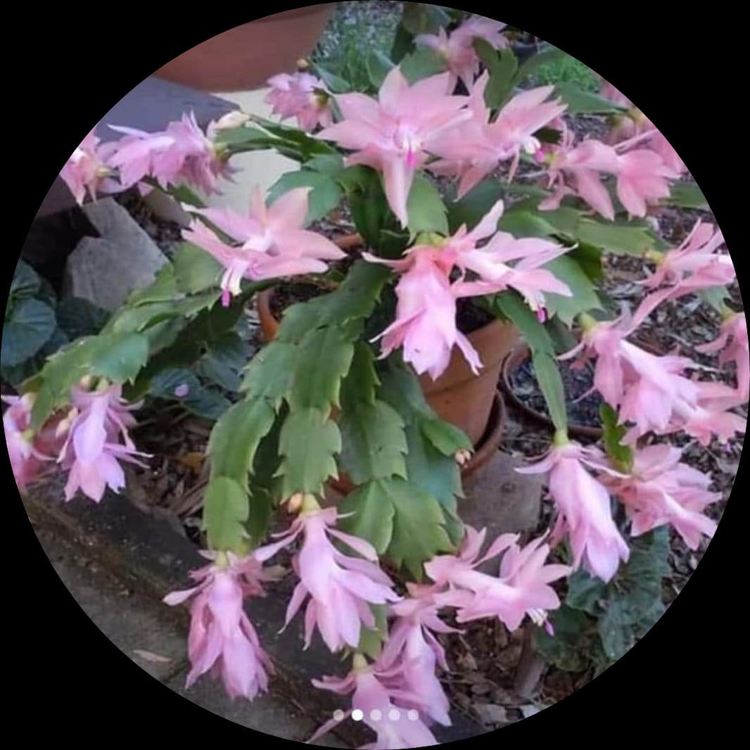 Cristmas Cactus Peach