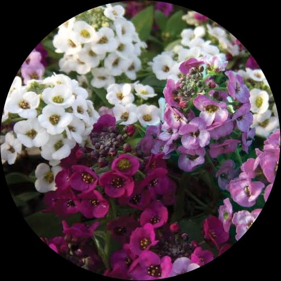 Alyssum Flower Plant Mix Seeds