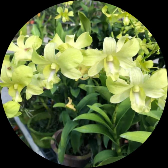 Dendrobium Aridang Green Orchid