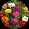 Zinna Flower Plant Seeds