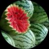Watermelon (Thanni Mathan)