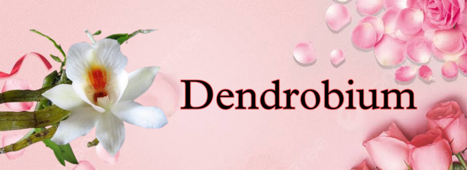 Dendrobium
