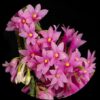 Dendrobium miyakei
