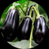 Black Eggplant (KaruppuVazhuthana)