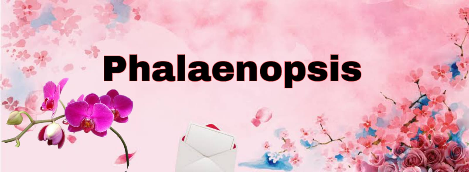 Phalaenopsis