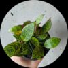 Tiger Lipstic Plant