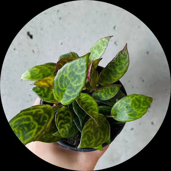 Tiger Lipstic Plant